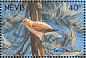 Zenaida Dove Zenaida aurita