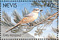 Grey Kingbird Tyrannus dominicensis  1991 Birds of Nevis Sheet