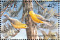 Prothonotary Warbler Protonotaria citrea