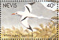 White-tailed Tropicbird  Phaethon lepturus