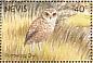 Burrowing Owl Athene cunicularia