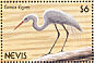 Great Egret Ardea alba