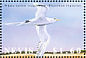 White-tailed Tropicbird Phaethon lepturus