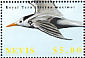 Royal Tern Thalasseus maximus