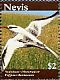 Red-billed Tropicbird  Phaethon aethereus