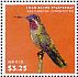 Long-billed Starthroat Heliomaster longirostris  2013 Hummingbirds Sheet
