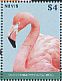 American Flamingo Phoenicopterus ruber