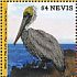 Brown Pelican Pelecanus occidentalis  2017 Brown Pelican Sheet