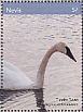 Tundra Swan Cygnus columbianus  2018 Swans Sheet
