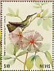 White-bellied Emerald Chlorestes candida  2018 Hummingbirds  MS