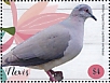 White-tipped Dove Leptotila verreauxi  2019 Pigeons Sheet
