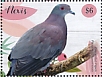 Pale-vented Pigeon Patagioenas cayennensis  2019 Pigeons Sheet