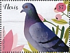 Rock Dove Columba livia