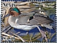 Green-winged Teal Anas carolinensis  2021 Green-winged Teal Sheet