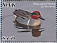 Green-winged Teal Anas carolinensis  2021 Green-winged Teal Sheet