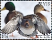 Green-winged Teal Anas carolinensis  2021 Green-winged Teal  MS