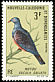 Goliath Imperial Pigeon Ducula goliath  1966 Birds 
