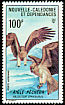 Whistling Kite Haliastur sphenurus  1970 Birds 
