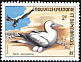 Masked Booby Sula dactylatra  1976 Ocean birds 