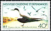 Sooty Tern Onychoprion fuscatus  1978 Ocean birds 