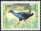 Australasian Swamphen Porphyrio melanotus  1985 Birds 