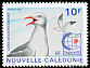 Silver Gull Chroicocephalus novaehollandiae