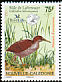 New Caledonian Rail Cabalus lafresnayanus  2006 BirdLife International 