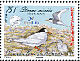 Fairy Tern Sternula nereis  2009 BirdLife International 
