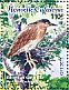 Nankeen Night Heron Nycticorax caledonicus  2015 Herons Sheet