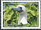 Red-footed Booby Sula sula