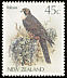 New Zealand Falcon Falco novaeseelandiae  1986 Native birds 
