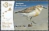 New Zealand Plover Charadrius obscurus  2017 Recovering native birds 
