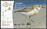 New Zealand Plover Anarhynchus obscurus