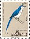White-throated Magpie-Jay Calocitta formosa  1971 Nicaraguan birds 