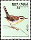 Veracruz Wren Campylorhynchus rufinucha  1971 Nicaraguan birds 
