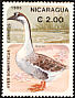 Swan Goose Anser cygnoides