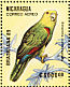 Yellow-headed Amazon Amazona oratrix