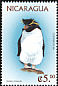 Southern Rockhopper Penguin Eudyptes chrysocome  1999 Penguins 