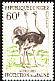 Common Ostrich Struthio camelus