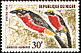 Yellow-crowned Gonolek Laniarius barbarus  1967 Birds 