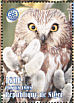 Northern Saw-whet Owl Aegolius acadicus