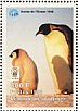 Emperor Penguin Aptenodytes forsteri