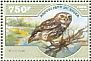 Little Owl Athene noctua  2014 Owls Sheet