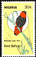 Northern Red Bishop Euplectes franciscanus