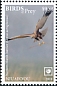 Western Marsh Harrier Circus aeruginosus  2018 Birds of prey White frames