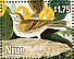 Vesper Sparrow Pooecetes gramineus  1985 Audubon  MS MS MS MS MS