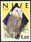 Eastern Barn Owl Tyto javanica  2000 Birds 