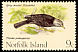 Island Thrush Turdus poliocephalus  1970 Birds 
