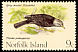 Island Thrush Turdus poliocephalus