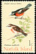 Norfolk Robin Petroica multicolor  1970 Birds 